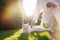 小さな町の人々を魅了した「教会猫」　大好きだった牧師とともに教区で眠る　米国