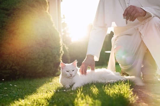 小さな町の人々を魅了した「教会猫」 大好きだった牧師とともに教区で眠る 米国
