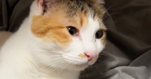 夢中になって毛づくろいしていた猫→途中で『違和感』に気づいて…たまらなく可愛い瞬間に7万いいね「1日の疲れが癒された」「好きすぎるw」