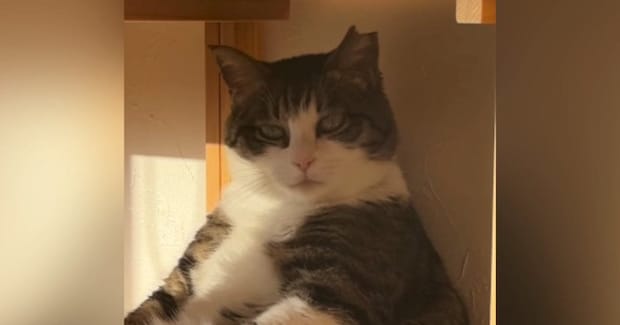 遠くを見つめながら座っていた猫…とてつもなくカッコいい『貫禄のある姿』が51万再生「すべてを悟っているようなw」「親方感が半端ないw」