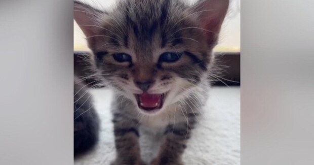 眠たくなった『赤ちゃん猫』→大きな声で鳴き始めて…とんでもなく尊い展開が284万再生「涙があふれてきた」「抱きしめたい」と悶絶の声続出