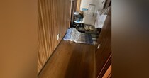 マットの下に『上手く隠れていたはずの猫』…すぐに居場所がバレてしまった『まさかの理由』に２万いいね「ピカピカだったね」「可愛すぎｗ」
