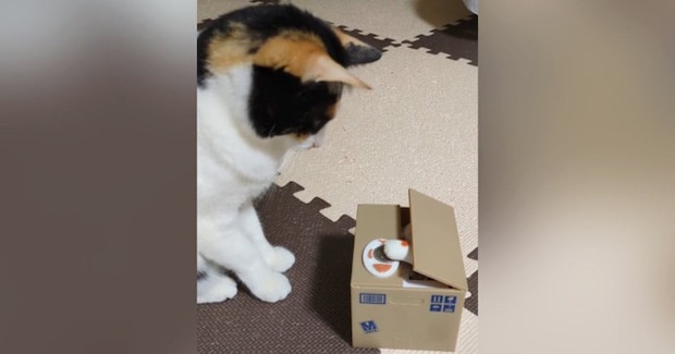 手が出てくる貯金箱を猫に見せたら…想像以上に『興味津々な様子』が可愛すぎると303万再生「永遠に見ていられるw」「天才かと思った」