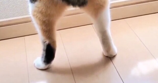 カーテンの裾からのぞく短い脚……じーっと窓の外を眺める猫の可愛さに「なんと魅力的な」「プリプリ感がたまらない」と15万表示
