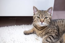 猫が飼い主の『お風呂』を覗きにくる心理3つ　水が苦手なのにどうして？注意が必要なことも