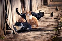 『野良猫・捨て猫』が減らない理由5つ　保護活動の現状や私たちにできること