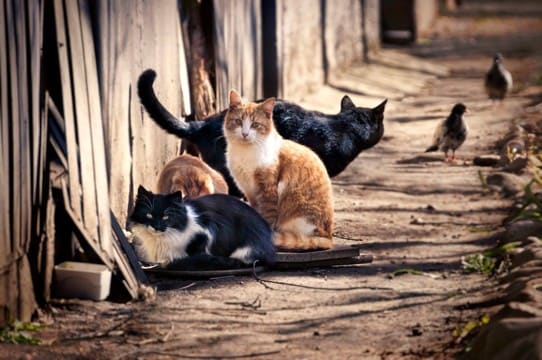 『野良猫・捨て猫』が減らない理由5つ　保護活動の現状や私たちにできること