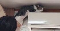 自分の運動神経を理解していない？→猫が２回もエアコンの上に登ろうとして…微笑ましい瞬間に「いやもう最高ｗ」「クセ強くてかわいい」と反響
