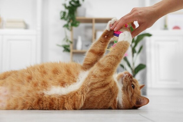 猫とおもちゃ