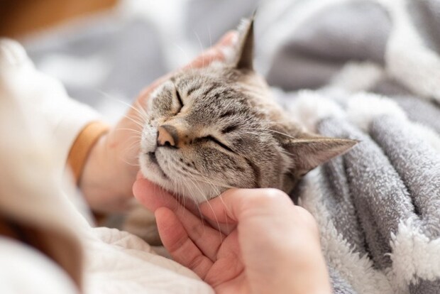 猫を撫でる手