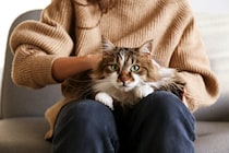 猫が安心できる『距離感』のポイント4つ　やりがちなNG行動や上手な接し方も解説