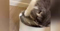 自動給水機のそばで座っていた猫が、次の瞬間…爆笑必至の『とんでもない行動』が62万再生「可愛いから許せてしまうｗ」「大惨事ｗ」
