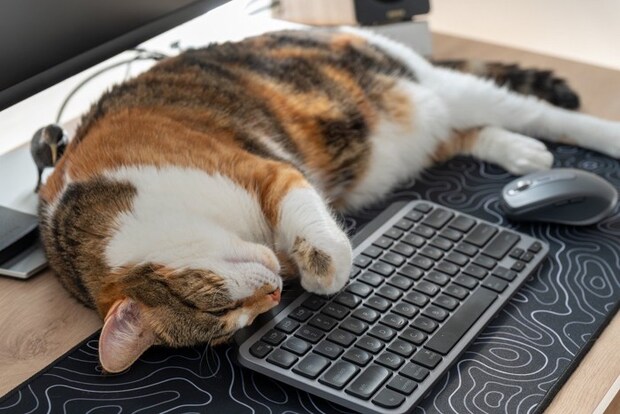 パソコンの近くで寝る猫