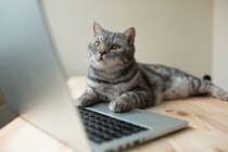 猫が『パソコン』の上に乗りたがる理由3つ　わざと邪魔しているの？対策方法もご紹介