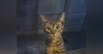 突然現れるようになった『1匹の子猫』を保護した結果…幸せいっぱいな光景に涙が出ると446万再生「めっちゃ感動した」「1本の映画みたい」
