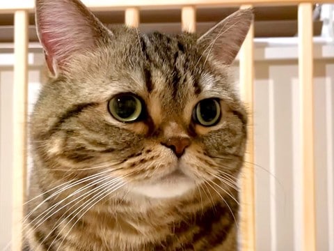 ベビーベッドに興味津々な猫→夜、ふと見てみると…想定外な『微笑ましい光景』に「チェック入りますw」「赤ちゃんに戻った?」と反響の声