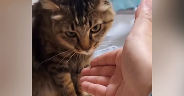 なぜか『猫に嫌われてしまった友人』が半年ぶりに遊びに来た結果…『爆笑の展開』が42万再生「むしろ仲いいかもw」「めちゃ面白いw」