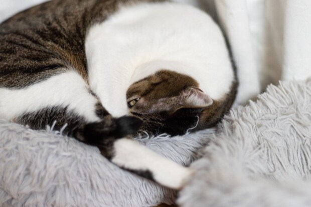 寝ているようで目を開けている猫