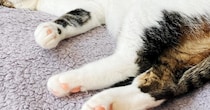 無防備すぎる姿で寝ていた『元野良猫』→顔を見てみたら……笑わずにはいられない光景に「もう戻れないｗ」「幸せいっぱいなんだろうね」と反響