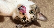 キャットシッターから送られてきた『愛猫の様子』を確認→怖がっているかと思いきや…まさかの光景に「最高ｗｗ」「嫉妬しちゃうねｗ」と爆笑の声