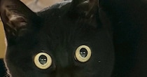 久しぶりに帰宅した『娘』に……黒猫が見せた『まさかのリアクション』に２万いいね「めっちゃ笑った」「マンガみたいな顔ｗ」と爆笑の声