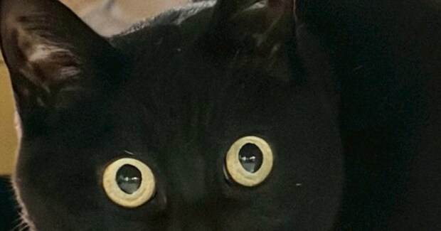 久しぶりに帰宅した『娘』に……黒猫が見せた『まさかのリアクション』に2万いいね「めっちゃ笑った」「マンガみたいな顔w」と爆笑の声
