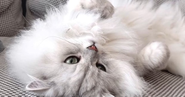 飼い主さんに思う存分甘えて満足した猫→眠りについた結果…思わず笑ってしまう『寝顔』に「可愛いなぁと思っていたらw」「すごい」と反響