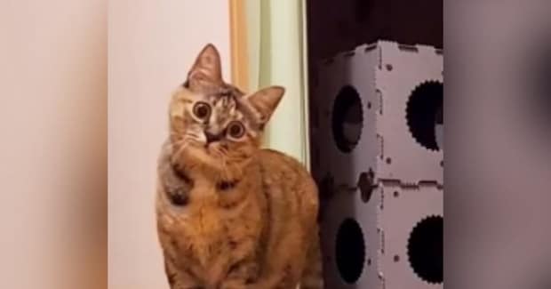 キョトンとした顔で『カメラを見つめていた猫』が、突然……驚きの『変化』に「なんか感動したw」「恐竜じゃんw」と280万再生の大反響