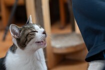猫が『おしゃべり』になったときの理由6つ　実は伝えたいことがある？上手な接し方も解説