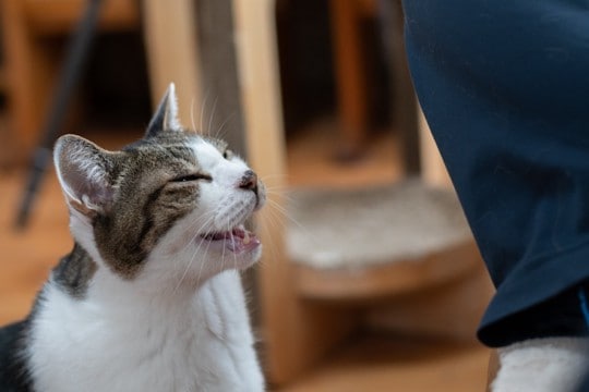 猫が『おしゃべり』になったときの理由6つ 実は伝えたいことがある?上手な接し方も解説