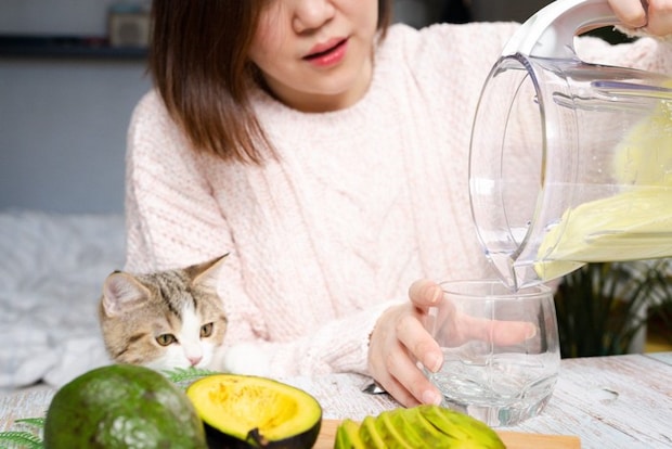 アボカドスムージーを見る猫