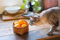 猫が口にすると危険な『フルーツ』5選　有害となる理由から誤飲時の対処法まで