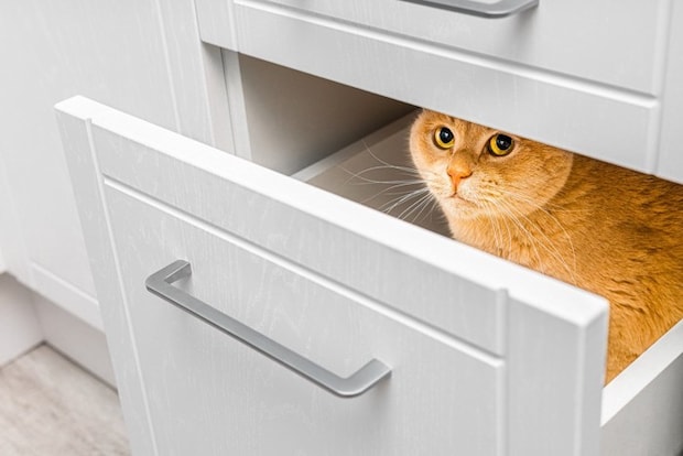 引き出しの中に隠れる猫