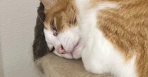 キャットタワーの上で眠っていた猫→『ギリギリな状態』で……まさかの瞬間に１万いいね「狭くないのかなｗ」「ミッチミチだね」と反響