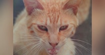 目つきが鋭かった野良猫→保護され、愛情を注がれると…別猫のように変化した『現在の様子』に「すごい」「ママの愛は偉大」と感動の声
