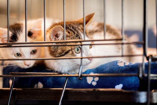 ケージの中の2匹の子猫