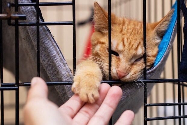 ケージの中から人の手に触れる猫