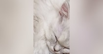 寝ている猫の『ヒゲ』をよーく見てみたら、先っぽが……思わず二度見の『驚きの光景』にSNSで反響「嘘みたいなホントの話に笑ったｗ」