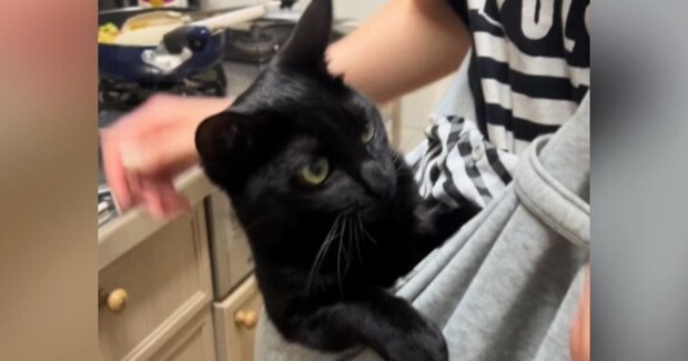 抱っこ大好きな『甘えん坊猫』のために『抱っこ紐』を使ってみた結果…「あら~赤ちゃん」「可愛すぎて泣ける」尊い光景が33万再生