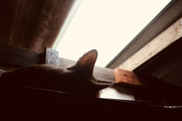 暗い場所に隠れる猫