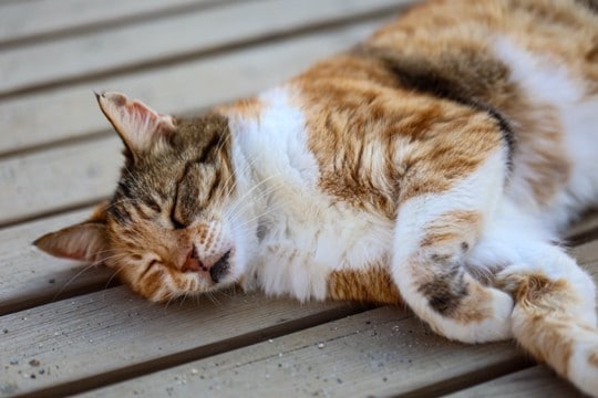 猫が『死ぬ直前』に姿を隠す3つの理由 お別れが近付いているサインや飼い主ができることも