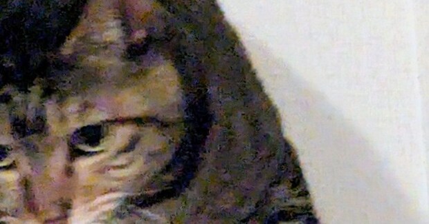カーテンレールの上にいた猫の『口元』を見たら……「決定的瞬間ww」まさかの光景に5万いいね「嫌がらせすぎるw」「わるw」と爆笑の声