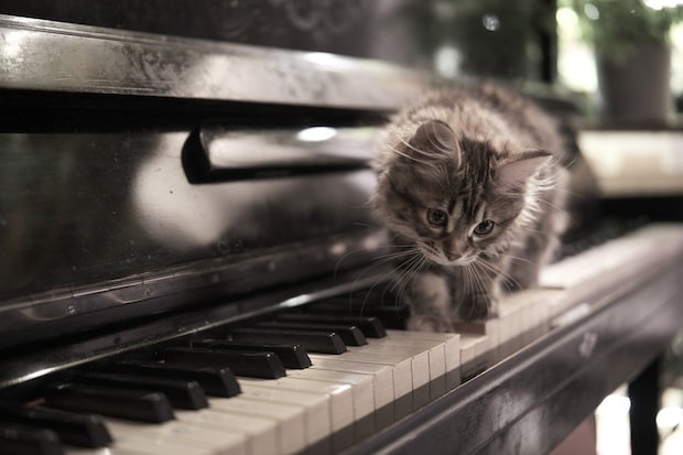 ピアノの鍵盤の上を歩く猫