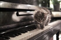 愛称は「ミャウツァルト」♪　ピアノを弾く天才猫は「俳優」としても活躍中　アイルランド