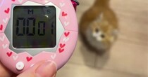 『ごはんの合図』を聞いた子猫→次の瞬間…悶絶必至の『かわいすぎる反応』が159万再生「うわぁぁぁ」「さすがに鳴き声が反則ｗ」