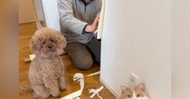 ボロボロにされた壁紙を補修中→目の前にいた『犯ニャン』の様子を見ると…まさかの光景に爆笑の声続出「ふてぶてしいｗ」「可愛すぎるｗ」