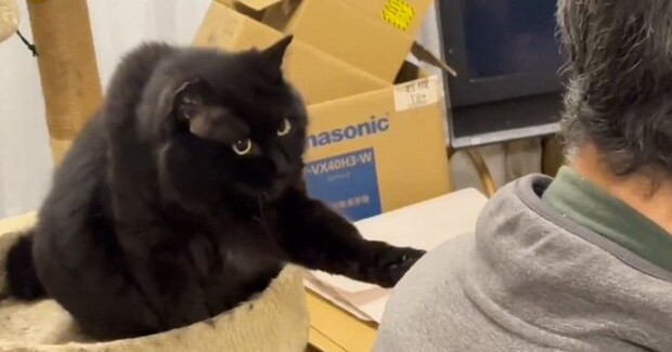 パパにどうしても構ってほしい黒猫…あまりにも可愛すぎる『必死のアピール』に3万いいね「めっちゃ話しかけてるw」「甘えん坊さんだね」