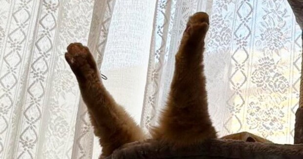 ハンモックで『爆睡していた猫』→後ろ足が……想定外の『クセ強めな寝相』に爆笑する人が続出「落下中かと思ったw」「すごい躍動感」