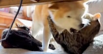 仲良く毛づくろいをしていた2匹の猫→『柴犬が乱入』してきた結果…微笑ましい光景に反響「それぞれの性格が出てて面白い」「冷静に見てるｗ」