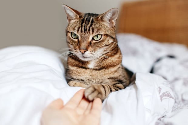 猫と重ね合わせる手